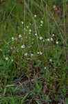 Dixie stitchwort